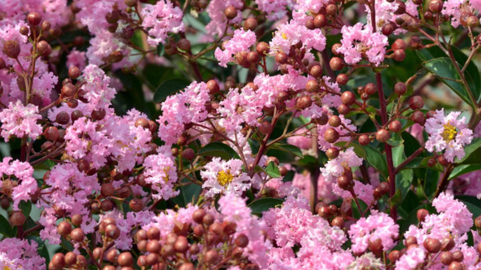Lagerstroemia indica