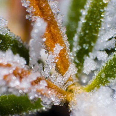 Frosttrockenheit