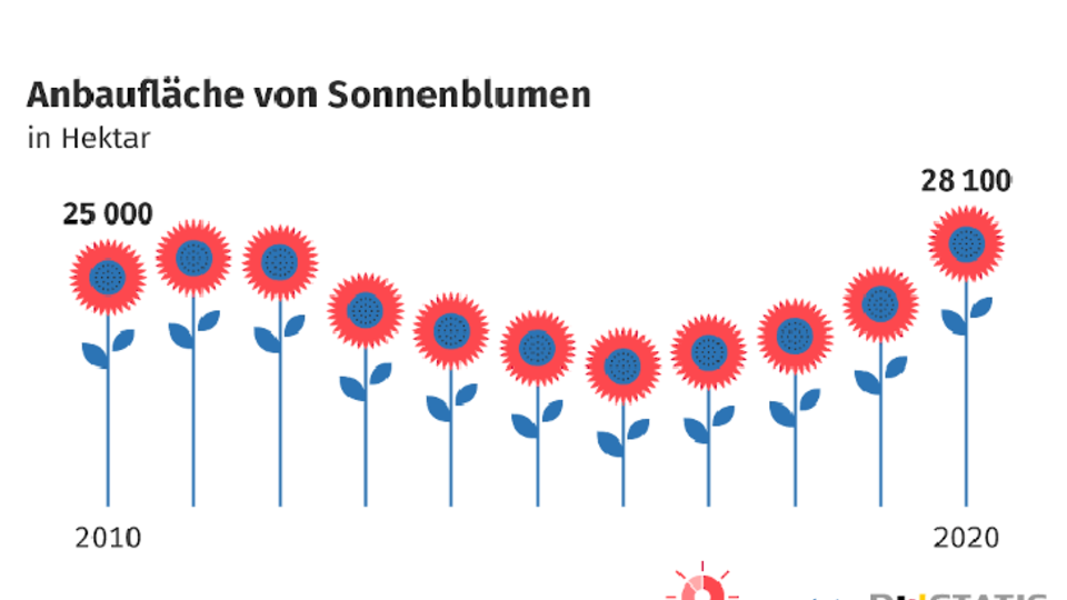 Anbaufläche Sonnenblumen