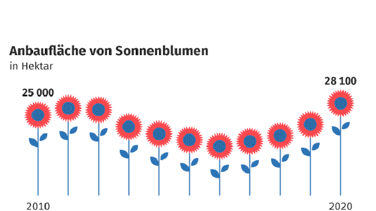 Anbaufläche Sonnenblumen