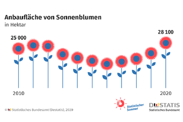 Anbaufläche Sonnenblumen