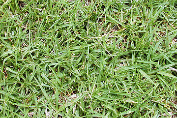 Kikuyu-Gras