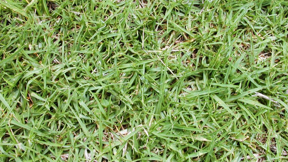 Kikuyu-Gras