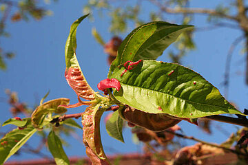 Image-17770