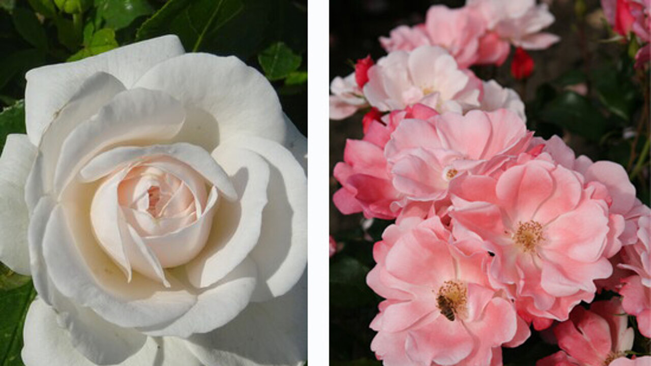 Excellence Roses