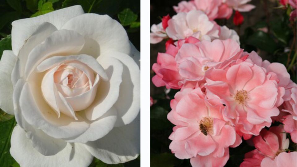 Excellence Roses
