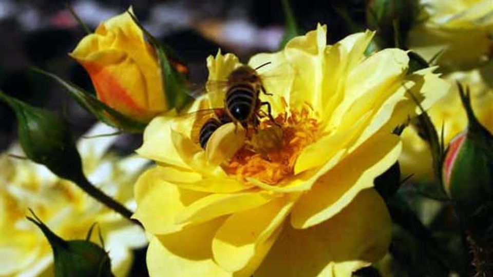 bienenfreundliche Rose