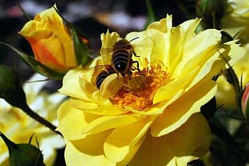 bienenfreundliche Rose
