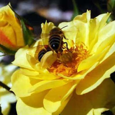 bienenfreundliche Rose