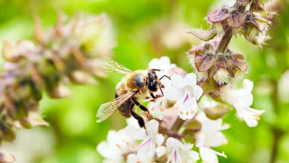 Bienen in Gärten