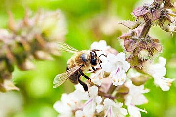 Bienen in Gärten