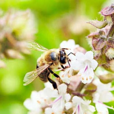 Bienen in Gärten