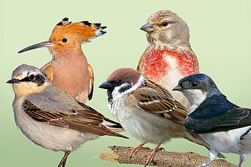 Bird-O-Mat