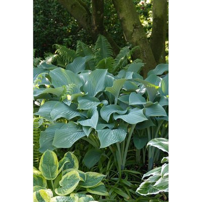 Hosta nigrescens