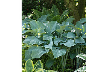 Hosta nigrescens
