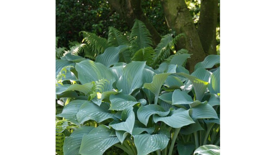 Hosta nigrescens
