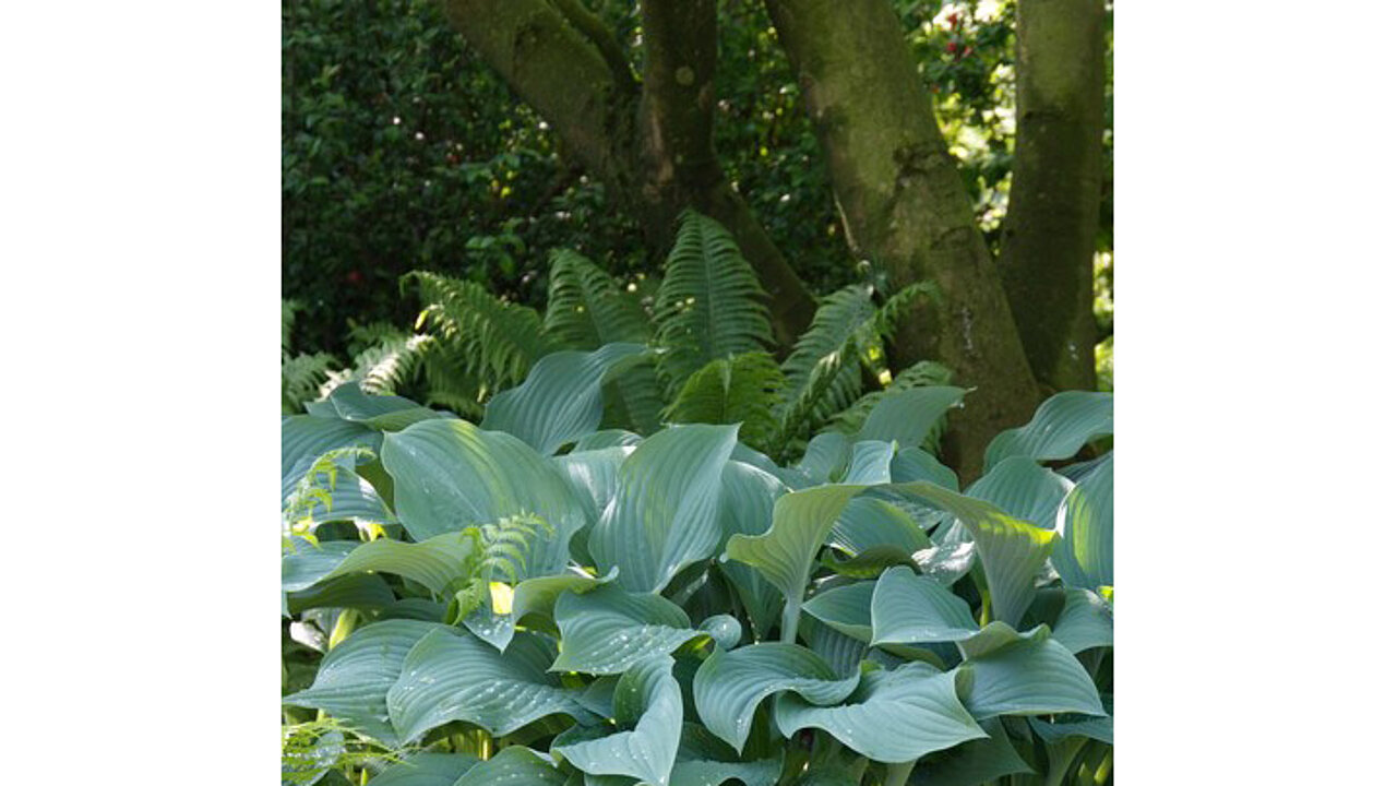 Hosta nigrescens