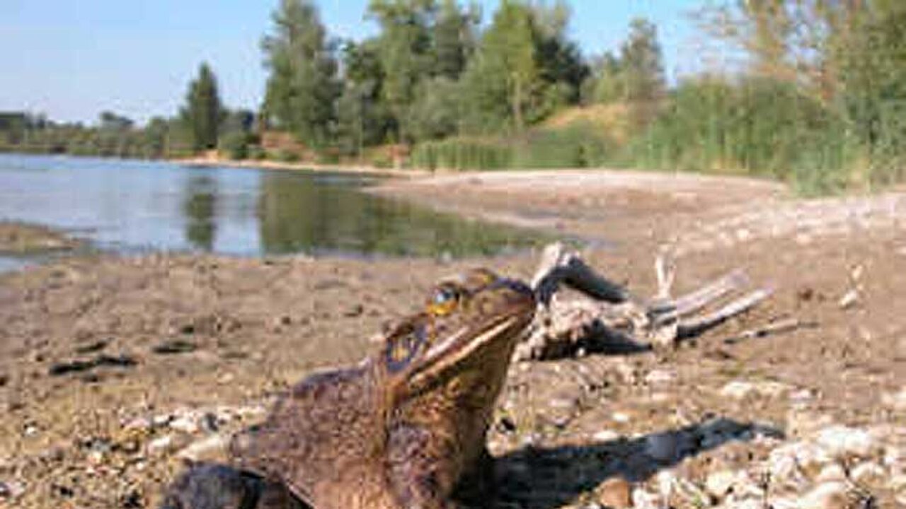 Ochsenfrosch