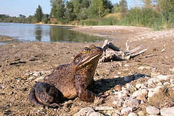 Ochsenfrosch