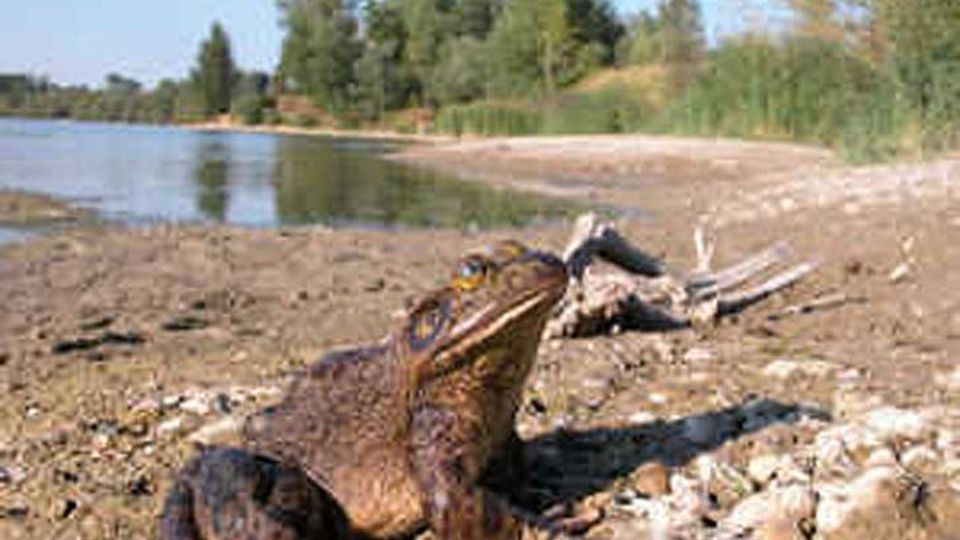 Ochsenfrosch