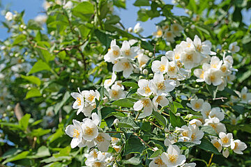 Image-13639