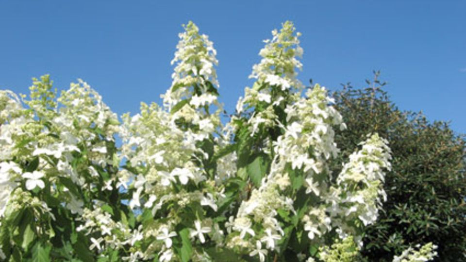 Hydrangea paniculata