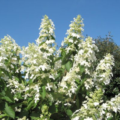 Hydrangea paniculata