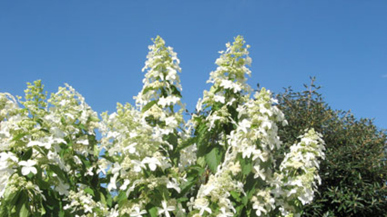 Hydrangea paniculata