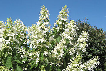 Hydrangea paniculata