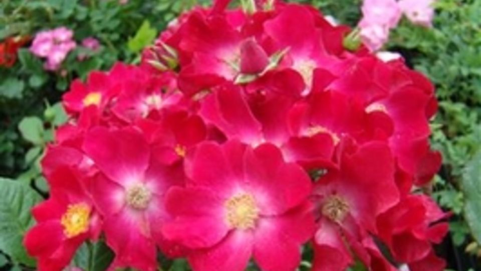 Poppy Rose