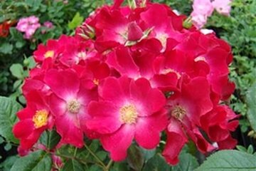 Poppy Rose