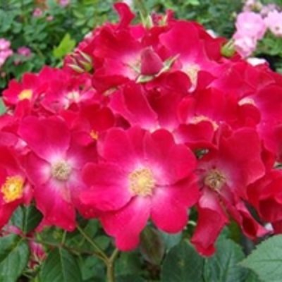 Poppy Rose