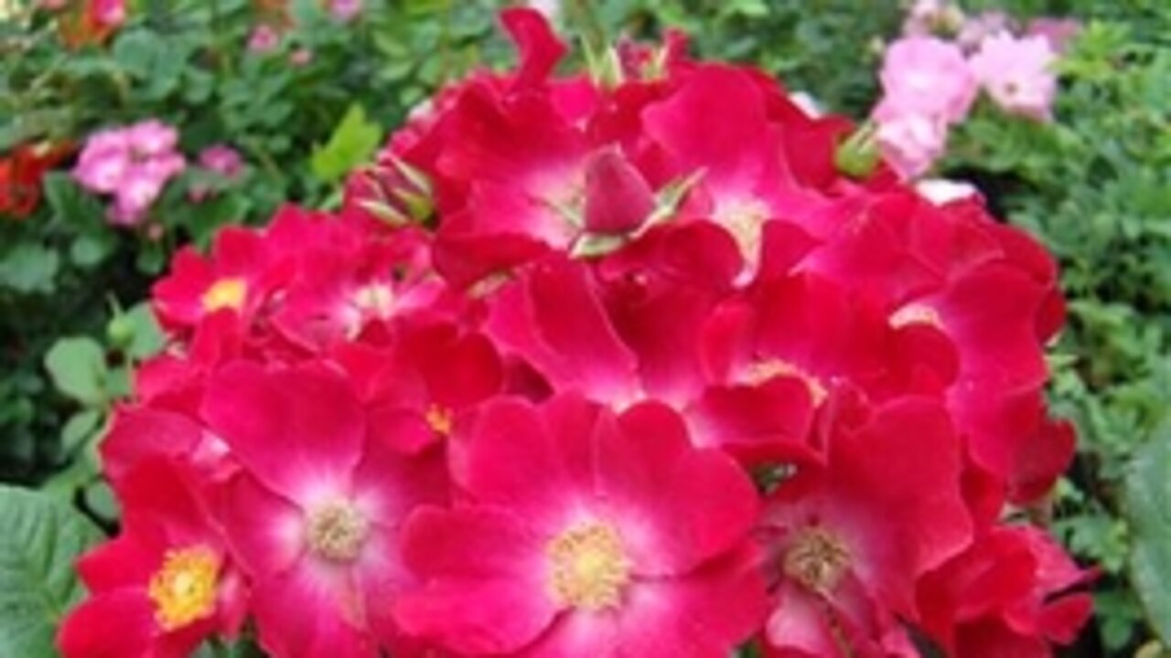 Poppy Rose