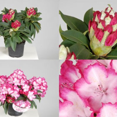 Rhododendron XXL