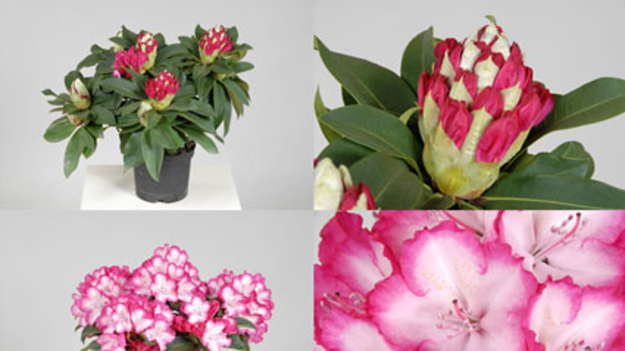 Rhododendron XXL