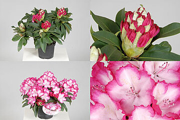 Rhododendron XXL