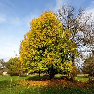 Baum des Jahres 2015