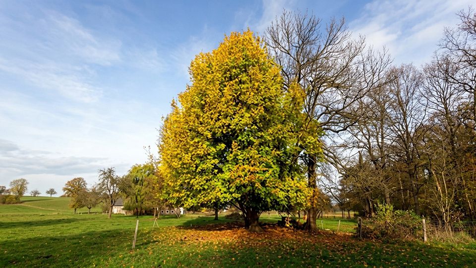 Baum des Jahres 2015