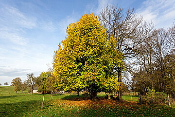 Baum des Jahres 2015
