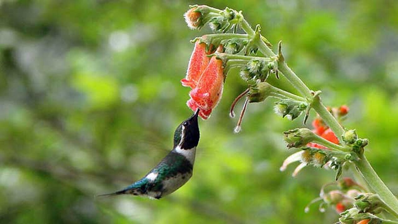 Kolibri