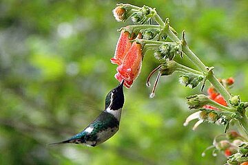 Kolibri