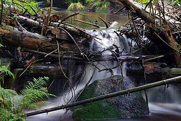 Bayerischer Wald