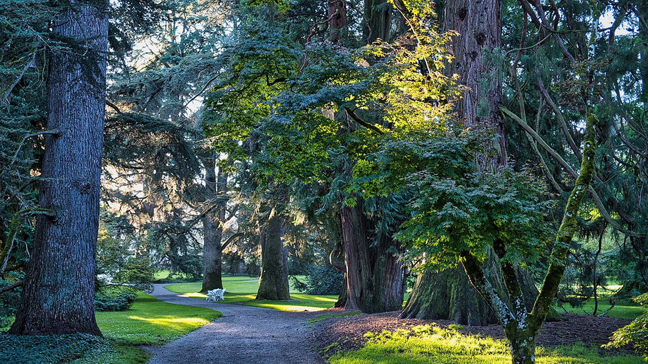 Arboretum - Insel Mainau - alte Bäume