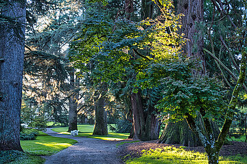 Arboretum - Insel Mainau - alte Bäume