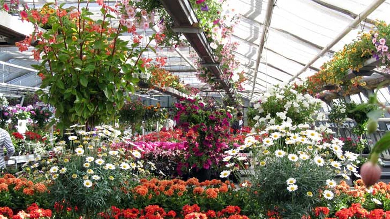 Blumen und Zierpflanzen