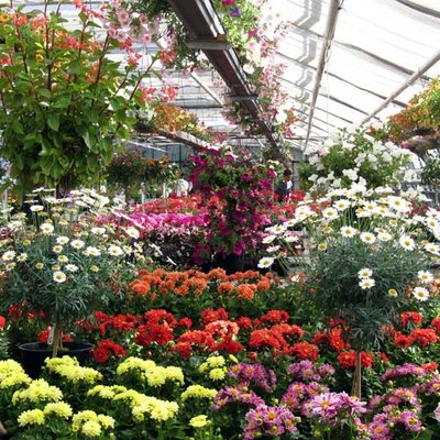 Blumen und Zierpflanzen