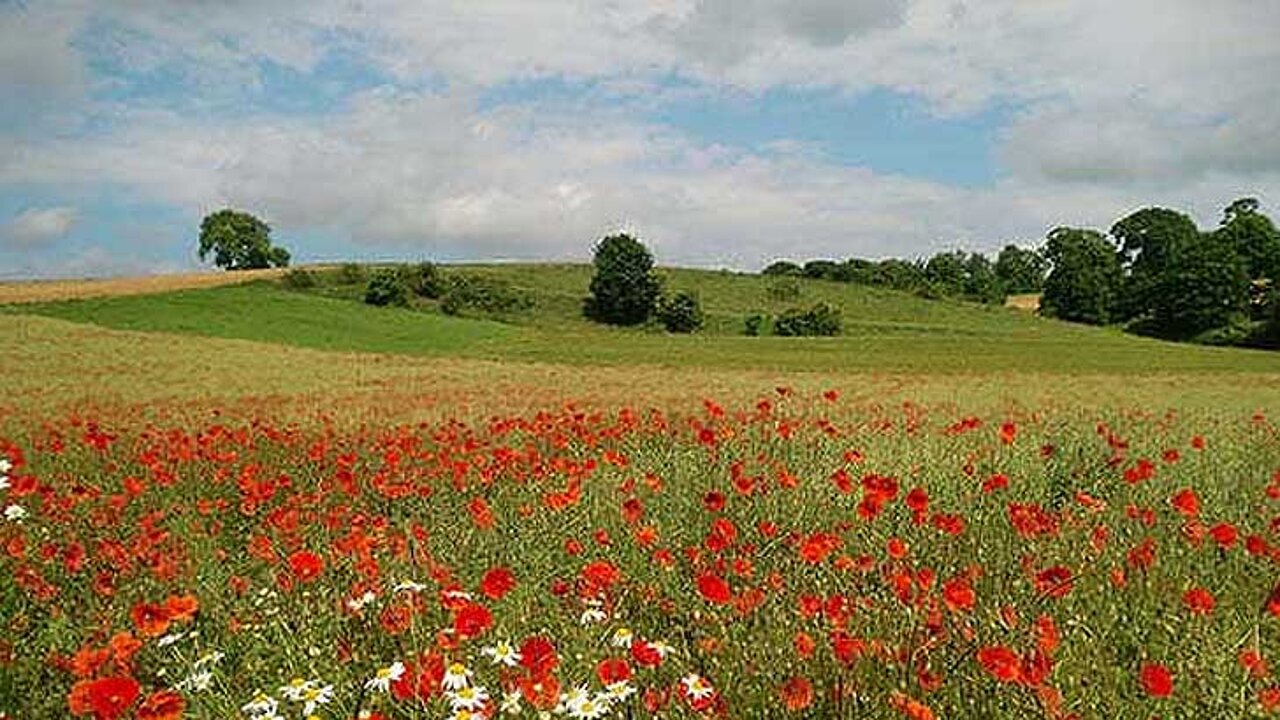 Acker mit Klatschmohn