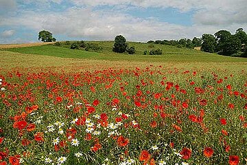 Acker mit Klatschmohn