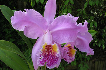 Orchideen-Messe