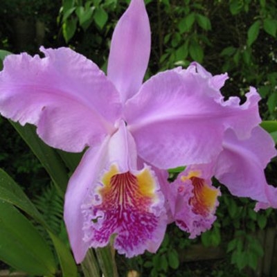 Orchideen-Messe